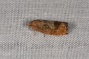 Oranje eikenbladroller / Rusty Oak Moth (Cydia amplana), micro