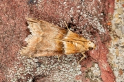 Oranje eikenlichtmot (Acrobasis repandana), micro