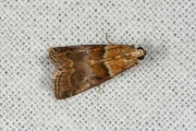 Oranje eikenlichtmot (Acrobasis repandana), micro