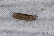 Oranje mospalpmot  (Bryotropha terrella), micro