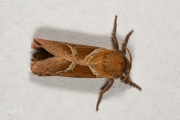 Oranje wortelboorder / Orange Swift (Triodia sylvina)