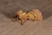 Oranje wortelboorder / Orange Swift (Triodia sylvina)