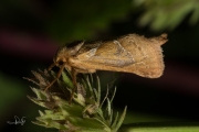 Oranje wortelboorder / Orange Swift (Triodia sylvina)