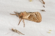 Oranje wortelboorder / Orange Swift (Triodia sylvina)