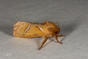 Oranje wortelboorder / Orange Swift (Triodia sylvina)