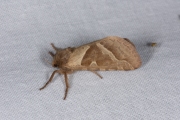 Oranje wortelboorder / Orange Swift (Triodia sylvina)