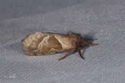 Oranje wortelboorder / Orange Swift (Triodia sylvina)