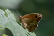 Oranje zandoogje / Gatekeeper (Pyronia tithonus)