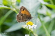 Oranje zandoogje / Gatekeeper (Pyronia tithonus)