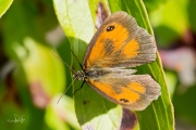 Oranje zandoogje / Gatekeeper (Pyronia tithonus)