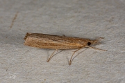 Oranjebruine grasmot (Pediasia contaminella), micro