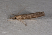 Oranjebruine grasmot (Pediasia contaminella), micro