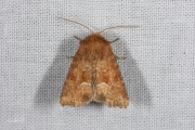 Oranjegeel halmuiltje / Middle-barred Minor (Oligia fasciuncula), micro