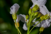 Oranjetipje, eitje op pinksterbloem / Orangetip, egg at cuckooflower