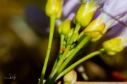 Oranjetipje, eitje op pinksterbloem / Orangetip, egg at cuckooflower