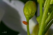 Oranjetipje, eitje op pinksterbloem (detail) / Orangetip, egg at cuckooflower (detail)