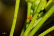 Oranjetipje, eitje op pinksterbloem (detail) / Orangetip, egg at cuckooflower (detail)