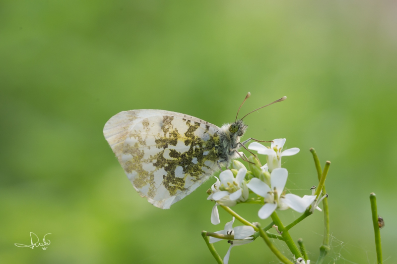 Oranjetipje, vrouwtje  / Orange Tip, female (Anthocharis cardamines)