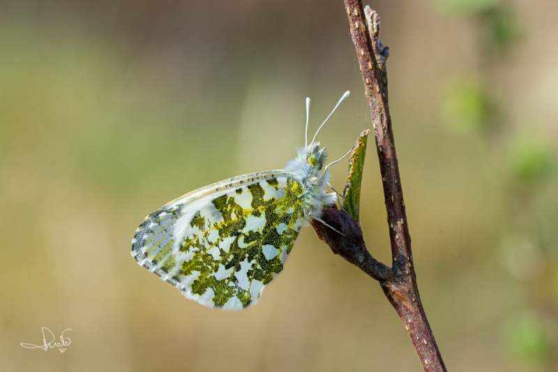 Oranjetipje, vrouwtje  / Orange Tip, female (Anthocharis cardamines)