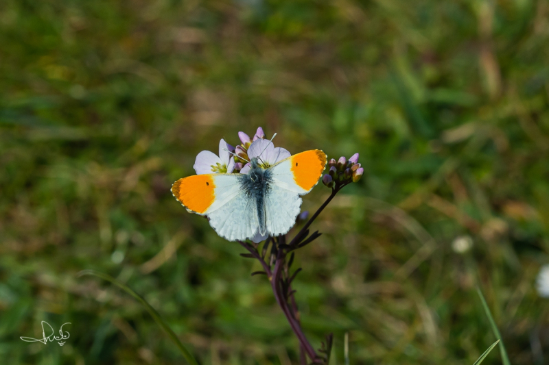 Oranjetipje, mannetje / Orange Tip, male (Anthocharis cardamines)