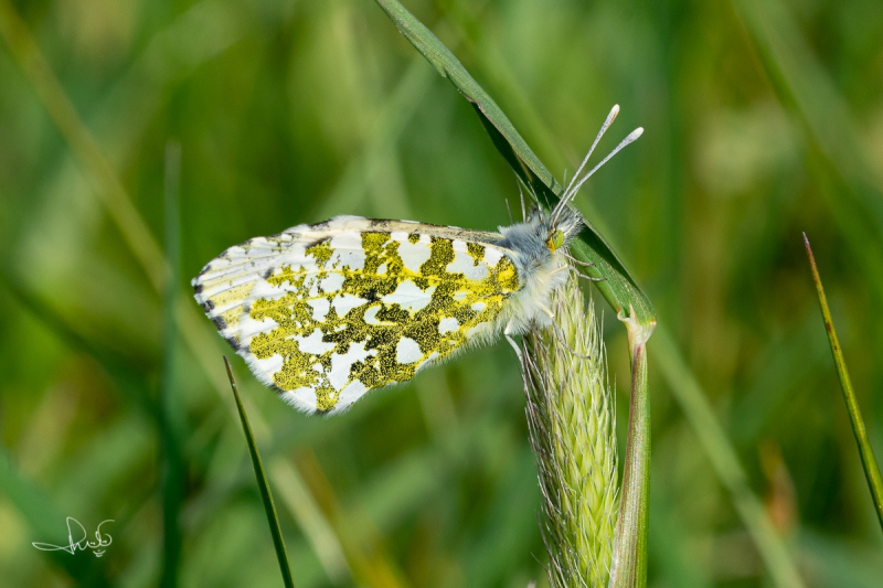 Oranjetipje, vrouwtje  / Orange Tip, female (Anthocharis cardamines)