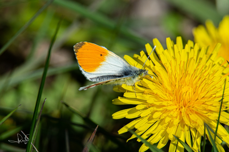 Oranjetipje, mannetje  / Orange Tip, male (Anthocharis cardamines)