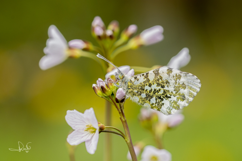 Oranjetipje, vrouwtje  / Orange Tip, female (Anthocharis cardamines)