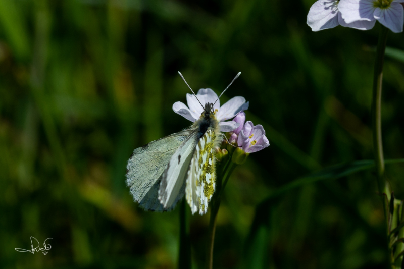 Oranjetipje, vrouwtje  / Orange Tip, female (Anthocharis cardamines)