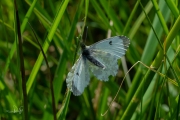 Oranjetipje, vrouwtje  / Orange Tip, female (Anthocharis cardamines)