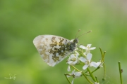 Oranjetipje, vrouwtje  / Orange Tip, female (Anthocharis cardamines)