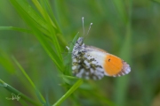 Oranjetipje, mannetje / Orange Tip, male (Anthocharis cardamines)