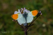 Oranjetipje, mannetje / Orange Tip, male (Anthocharis cardamines)