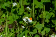 Oranjetipje, mannetje / Orange Tip, male (Anthocharis cardamines)