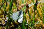 Oranjetipje, vrouwtje  / Orange Tip, female (Anthocharis cardamines)