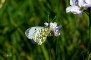 Oranjetipje, vrouwtje  / Orange Tip, female (Anthocharis cardamines)