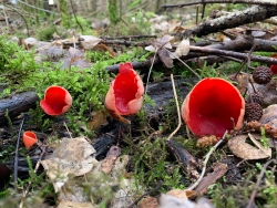 Krulhaarkelkzwam / Scarlet Elfcup (Sarcoscypha austriaca)