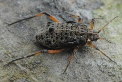 Dromedarisluis - Giant Willow Aphid (Tuberolachnus salignus)