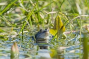 Heikikker / Moor Frog (Rana arvalis)