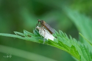 Akkerdisteldansvlieg (Empis livida) met/with Groene eikenbladroller / Green Oak Tortrix (Tortrix viridana)