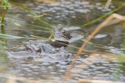 Heikikker / Moor Frog (Rana arvalis)