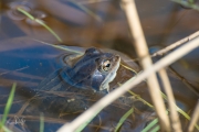 Heikikker / Moor Frog (Rana arvalis)