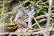 Heikikker / Moor Frog (Rana arvalis)