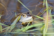 Heikikker / Moor Frog (Rana arvalis)