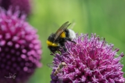 Aardhommel / Buff-tailed Bumblebee (Bombus terrestris)