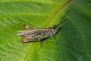 Ratelaar / Bow-winged grasshopper (Chorthippus biguttulus)
