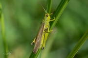 Moerassprinkhaan / Large Marsh Grasshopper (Stethophyma grossum)