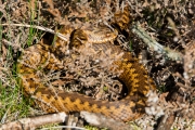 Adder / Common Viper (Vipera berus)