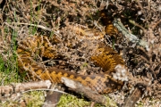 Adder / Common Viper (Vipera berus)