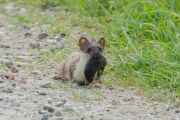 Hermelijn / Stoat (Mustela erminea)