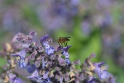 Akkerdisteldansvlieg (Empis livida)